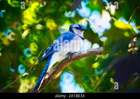 Montreal, Quebec, Kanada, September 8,2019. Blue Jay Vogel auf Zement Teiler in Montreal, Quebec, Kanada. Credit: Mario Beauregard/Alamy Nachrichten Stockfoto