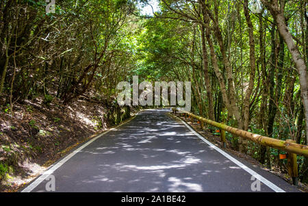 Fahren Sie durch Nebel auf der TF-123 Bergstraße in den Anaga Bergen auf Teneriffa Stockfoto