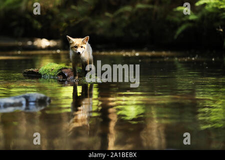 Junge Füchsin von Red fox Aufenthalt in Fluss auf Stein - Vulpes vulpes Stockfoto