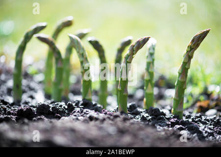 Junge grüne Spargel sprießen im Garten Wachstum closeup Stockfoto