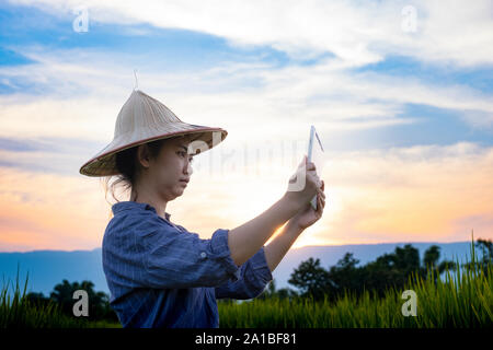 Frau Bauer mit einem digitalen Tablet während in grün Reispflänzchen zu einem Reisfeld mit schönen Himmel und Wolken, die Sonne über eine Bergkette Stockfoto