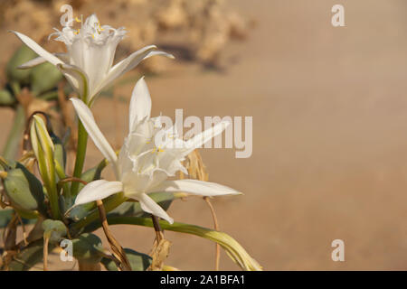 Blume des Pancratium maritimum Stockfoto