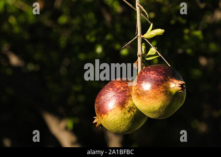 Zwei reife Granatäpfel, Punica granatum, Hand aus einem Zweig auf ihrem Baum. Beide sind in der frühen Abendsonne getaucht und lecker aussehen Stockfoto