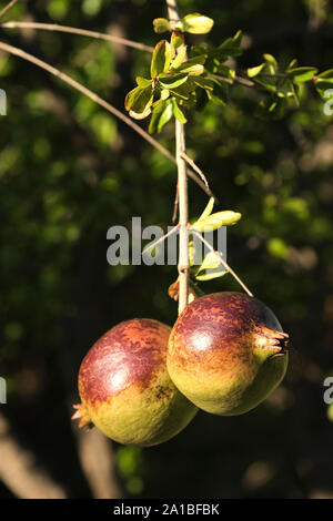 Zwei reife Granatäpfel, Punica granatum, Hand aus einem Zweig auf ihrem Baum. Beide sind in der frühen Abendsonne getaucht und lecker aussehen Stockfoto