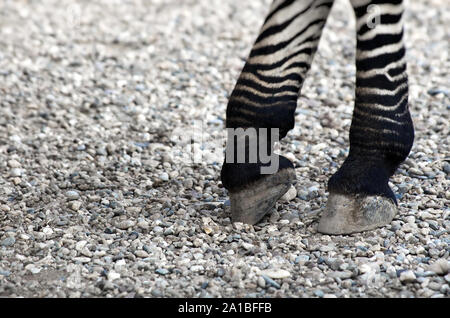 Zebra Beine auf sandigem Hintergrund Stockfoto