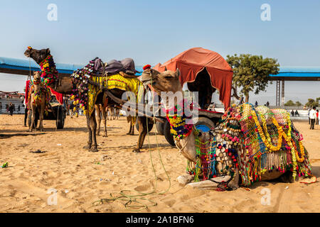 Kamele am jährlichen Pushkar Camel Fair in Indien Stockfoto