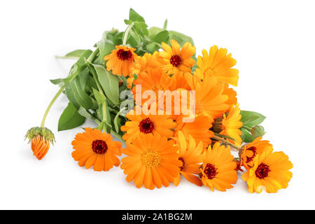 Büsche von orange Ringelblume Blumen Hintergrund. Auf weiß isoliert. Stockfoto