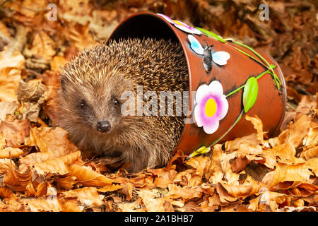 Igel, (Wissenschaftlicher Name: Erinaceus europaeus) Native, wilde Europäische Igel vorwärts gerichtet, bunte Blumentopf in goldenen Blätter im Herbst. Stockfoto