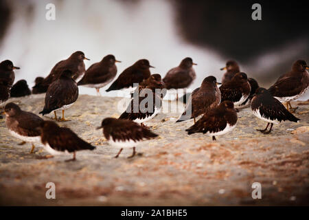 Vögel auf einem Felsen. Stockfoto