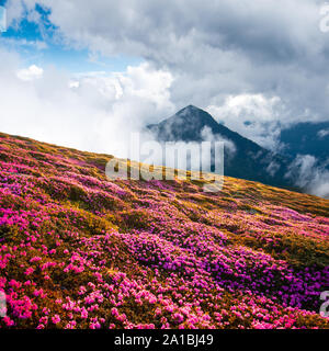 Dramatische ungewöhnliche Szene mit Rhododendren blühen in einer wunderschönen Lage in den Karpaten. Blühende Blumen in den nebligen Berge Wiese Stockfoto