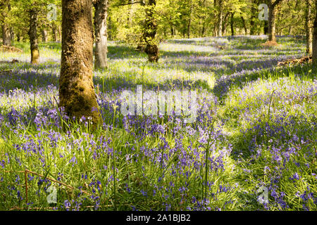 Schottische native bluebells am Bluebell Holz, Kinclaven, Blairgowrie, Perthshire, Schottland, Vereinigtes Königreich. Stockfoto