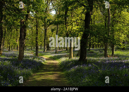 Schottische native bluebells am Bluebell Holz, Kinclaven, Blairgowrie, Perthshire, Schottland, Vereinigtes Königreich. Stockfoto