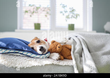 Sleeping Jack Russel Terrier Welpe mit Teddybären Spielzeug im Schlafzimmer Stockfoto