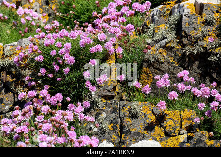 Wilde Blumen und Flechten auf einem Felsen an der Küste Stockfoto