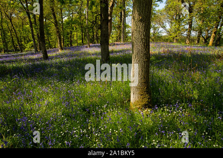 Schottische native bluebells am Bluebell Holz, Kinclaven, Blairgowrie, Perthshire, Schottland, Vereinigtes Königreich. Stockfoto