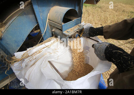 Récolte de Riz. Vieng Vang. Laos./Landwirtschaft. Reisfeld. Lao farmers Ernte von Reis in ländlichen Landschaft. Laos. Stockfoto