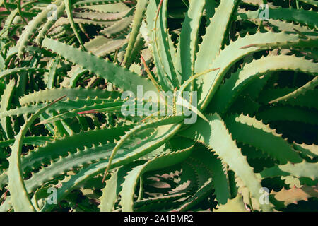 Aloe vera Hintergrund Stockfoto