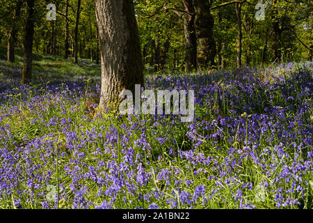 Die Bluebell Holz, Kinclaven, Blairgowrie, Perthshire, Schottland, Großbritannien, Europa. Stockfoto