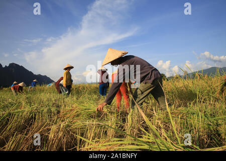 Bauern arbeiten in Reisfeldern in ländlichen Landschaft. Vang Vieng. Laos. Stockfoto