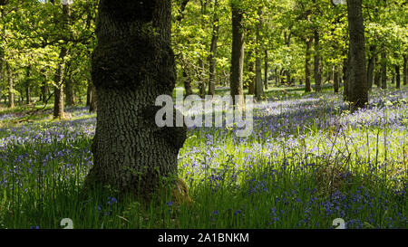 Die Bluebell Holz, Kinclaven, Blairgowrie, Perthshire, Schottland, Großbritannien, Europa. Stockfoto