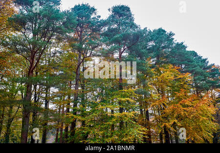 Pinien Anzeige der spektakulären Grün- und Brauntönen, die Sie während der Wintermonate haben, Lake District, England, Großbritannien Stockfoto