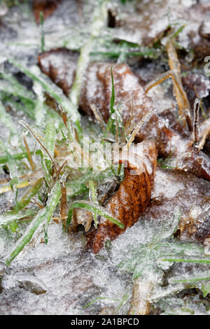 Regen nach starken Frost Natur mit einer dicken Schicht aus Eis, Blätter und Gräser unter einer Eisdecke - Standort Deutschland bedeckt hat, Eastern Erz Mou Stockfoto