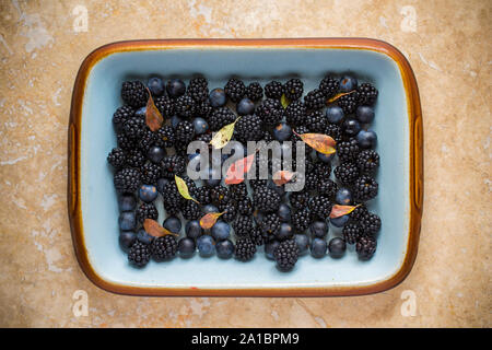 Blackthorn oder Schlehe, Prunus Spinosa, und ihre Blätter mit Brombeeren, Rubus fruticosus, die von einer Hecke hat. Die - Stockfoto