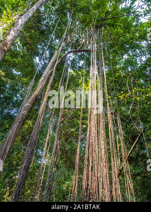 Amazonas Dschungel - die grüne Lunge der Welt. Brasilien. Peru. Kolumbien, Amazonien. Südamerika. Stockfoto