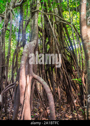 Amazonas Dschungel - die grüne Lunge der Welt. Brasilien. Peru. Kolumbien, Amazonien. Südamerika. Stockfoto