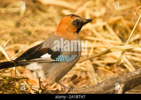 Eurasian Jay, Garrulus glandarius. Primorski Kray. Russland, Asien Stockfoto