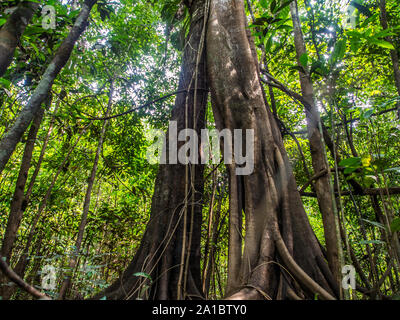 Amazonas Dschungel - die grüne Lunge der Welt. Brasilien. Peru. Kolumbien, Amazonien. Südamerika. Stockfoto