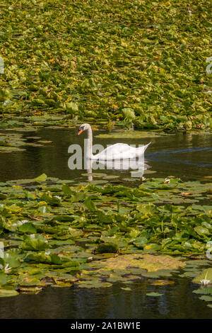 Ein Schwan Dahingleiten auf dem Wasser bei Lilly Bosherton Seen und Teiche, Bosherton, Pembrokeshire, Wales UK Stockfoto