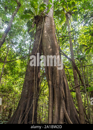 Amazonas Dschungel - die grüne Lunge der Welt. Brasilien. Peru. Kolumbien, Amazonien. Südamerika. Stockfoto