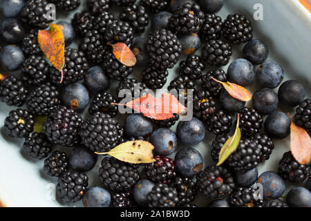 Blackthorn oder Schlehe, Prunus Spinosa, und ihre Blätter mit Brombeeren, Rubus fruticosus, die von einer Hecke hat. Die - Stockfoto