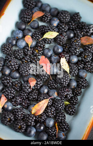 Blackthorn oder Schlehe, Prunus Spinosa, und ihre Blätter mit Brombeeren, Rubus fruticosus, die von einer Hecke hat. Die - Stockfoto