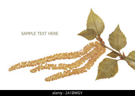Gepresst und getrocknet Frühling Sommer birke Zweig Blatt auf weißem Hintergrund Stockfoto