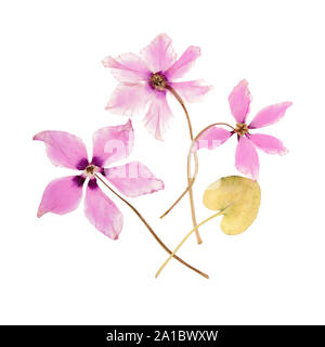 Die Blumen rosa Cyclamen getrocknet gedrückt Herbarium Stockfoto