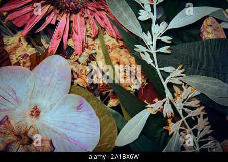 Gepresst und getrocknet Gerber Frühling Sommer Herbst Blumen auf weißem Hintergrund Stockfoto