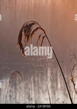 Tau spinnen Web in Schilf Cley Norfolk Stockfoto