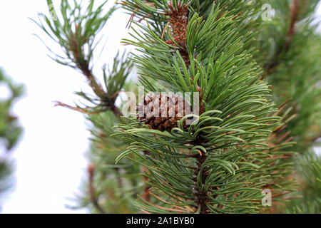 Pinus mugo schleichende Pinie Nadelbaum in den Alpen. Stockfoto