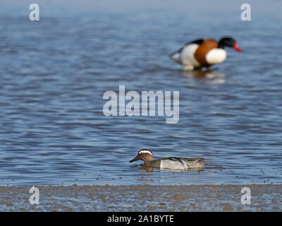 Krickente Anas querquedula männlichen Cley Norfolk kann Stockfoto