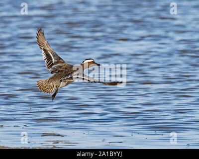 Krickente Anas querquedula männlichen Cley Norfolk kann Stockfoto