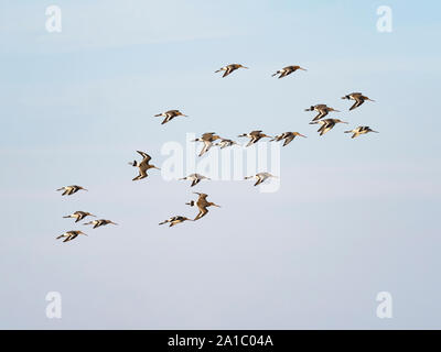 Schwarz-tailed Godwits Podiceps cristatus Herde im Frühjahr North Norfolk Stockfoto