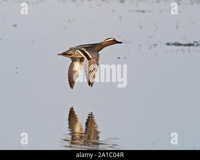 Krickente Anas querquedula männlichen Cley Norfolk kann Stockfoto