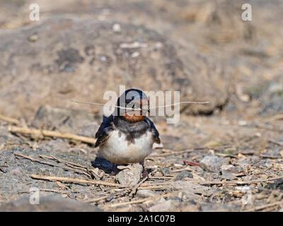 Rauchschwalbe Hirundo rustica, Sammeln von Nistmaterial Norfolk Feder Stockfoto