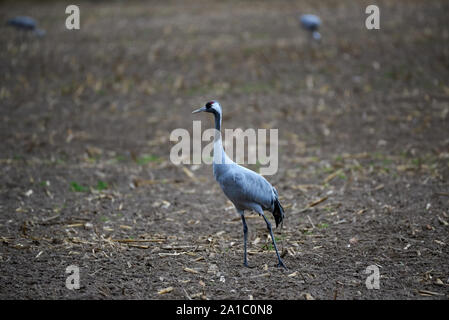 Der ausgewachsene Kran (Grus grus) läuft langsam auf dem Feld und zwei andere Kräne in der Ferne den Hintergrund. Stockfoto