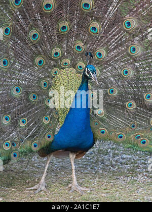 Indische Pfau (Pavo cristatus Peacock) männlich in der Anzeige GROSSBRITANNIEN Stockfoto