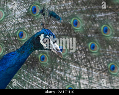 Indische Pfau (Pavo cristatus Peacock) männlich in der Anzeige GROSSBRITANNIEN Stockfoto