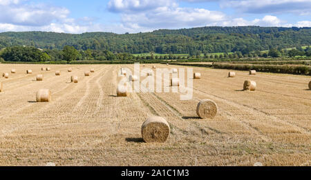 Große runde Heuballen auf einem Feld in hellen, sonnigen Wetter an einem sommerlichen Tag verstreut. Stockfoto