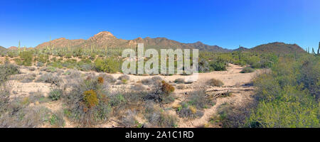 Sonoran Wüste in Arizona in der Nähe von Tucson SW Stockfoto